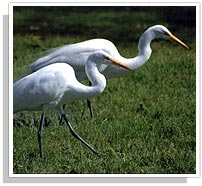 Duck-at-Bharatpur-Bird-Sanctuary