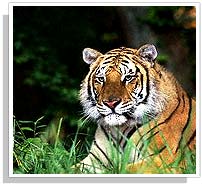 Tiger at Bandavgarh National Park