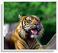 Tiger - Corbett National Park