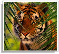 Tiger - Ranthambore National Park