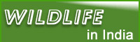 Wildlife in India
